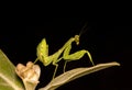 Praying mantis black background high quality photos closeup macro Royalty Free Stock Photo