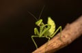 Praying mantis black background high quality photos closeup macro Royalty Free Stock Photo