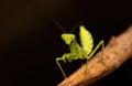 Praying mantis black background high quality photos closeup macro Royalty Free Stock Photo