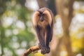 Lion tailed macaque monkey among the tree Royalty Free Stock Photo