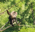 Lion tailed macaque monkey walking on dead branches Royalty Free Stock Photo