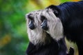 Lion-tailed macaque monkeys  wanderoo Royalty Free Stock Photo