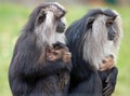 Lion tailed Macaque mothers and infants Royalty Free Stock Photo