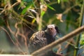 Lion-tailed macaque Portrait. Its also known as wanderoo, bartaffe, beard ape and macaca silenus Royalty Free Stock Photo