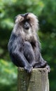 Lion-tailed macaque portrait Royalty Free Stock Photo