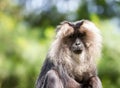 Lion-tailed macaque portrait Royalty Free Stock Photo