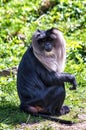 Lion-Tailed Macaque Royalty Free Stock Photo