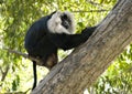Lion-tailed macaque sitting on a branch in Chatver Zoo Chandigarh Punjab Royalty Free Stock Photo