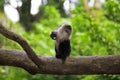 Lion-tailed Macaque Royalty Free Stock Photo