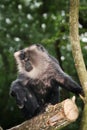 Lion tailed macaque Royalty Free Stock Photo