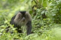 Lion-tailed Macaque walking on the ground in search of food seen near Valparai, Tamilnadu,India Royalty Free Stock Photo