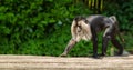 Lion-tailed macaque walking Royalty Free Stock Photo