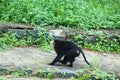 lion-tailed macaque walking.Portrait of lion tailed macaque, full body, close up Royalty Free Stock Photo