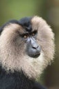 Lion-tailed Macaque walking on the tree bark in search of food seen near Valparai, Tamilnadu,India, Royalty Free Stock Photo