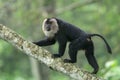 Lion-tailed Macaque walking on the tree bark in search of food seen near Valparai, Tamilnadu,India, Royalty Free Stock Photo