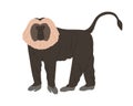 Lion-tailed macaque or wanderoo. Indian monkey with silver-white mane and black fluffy coat. Exotic jungle animal with