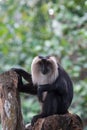 Lion-tailed Macaque & x28;Macaca silenus& x29; Royalty Free Stock Photo