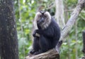Lion tailed macaques Royalty Free Stock Photo