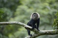 Lion tailed macaque from Evergreen Indian Forest Royalty Free Stock Photo