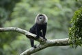 Lion tailed macaque from Evergreen Indian Forest Royalty Free Stock Photo