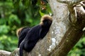 Lion-tailed macaques Royalty Free Stock Photo