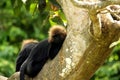 Lion-tailed macaques-3 Royalty Free Stock Photo