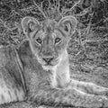 Lion takes a rest in midday sun at the national park in africa angry about tourists