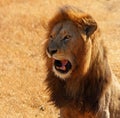 Lion Talking