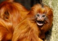 Lion tamarin