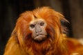 Lion tamarin Royalty Free Stock Photo