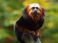 Lion Tamarin Royalty Free Stock Photo