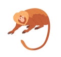 Lion tamarin or monkey with reddish hair, golden mane and long tail. Exotic jungle animal with fluffy fur. Tropical