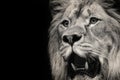 Lion and teeth Royalty Free Stock Photo