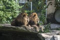 Lion on their throne