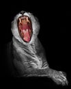 Lion throat full face. The huge gluttonous mouth is wide open, tongue and fangs.black-white discolored body red mouth isolated Royalty Free Stock Photo