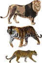 Lion, tiger, leopard Royalty Free Stock Photo