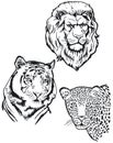 Lion Tiger and Leopard Royalty Free Stock Photo