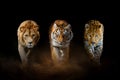 Lion, tiger and leopard, together on a black background Royalty Free Stock Photo