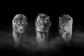 Lion, tiger and leopard, together on a black background. Black and white Royalty Free Stock Photo