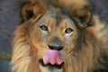 Lion tongue