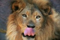 Lion tongue Royalty Free Stock Photo