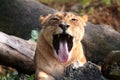 Lion tongue Royalty Free Stock Photo