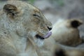 Lion Tongue Licking Its Lips