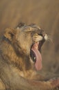 Lion Tongue Out