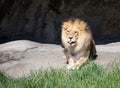 Lion With Tongue Out