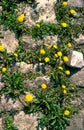 The lion tooth. A garden and lawn owners do not like meadow flower