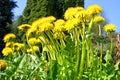 The lion tooth. A garden and lawn owners do not like meadow flower