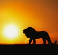 Lion toy silhouette image