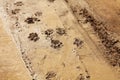 Lion track in the wet desert Royalty Free Stock Photo