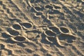 Lion tracks